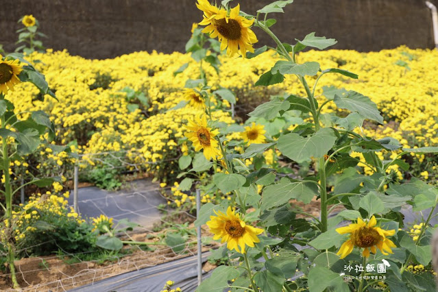 苗栗杭菊最新花況銅鑼杭菊、九湖休閒農場