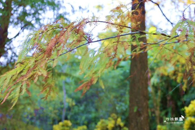 南港人的小秘境『麗山農民廣場-麗山公園』落羽松、雙心跳石 15 南港人的小秘境『麗山農民廣場-麗山公園』落羽松、雙心跳石