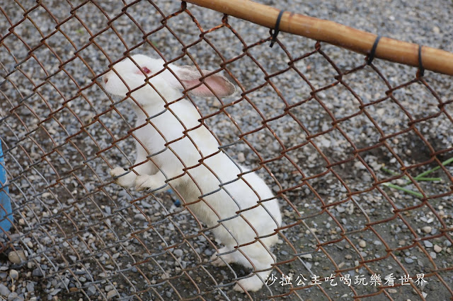 宜蘭員山景點『可達羊場』免門票.百元就可以餵羊.兔子.鴨子.親子景點 21 宜蘭員山景點『可達羊場』免門票.百元就可以餵羊.兔子.鴨子.親子景點