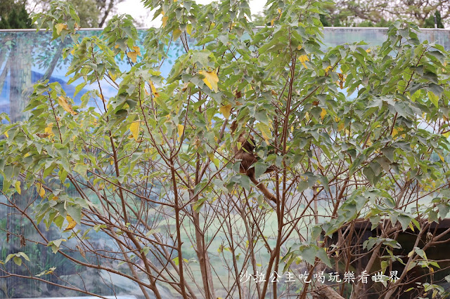 全台最老動物園『新竹動物園』全新打造沒有籠子友善動物園/新竹景點 22 全台最老動物園『新竹動物園』全新打造沒有籠子友善動物園/新竹景點
