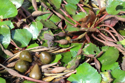 IMG_1181.jpg IMG_1181.jpg