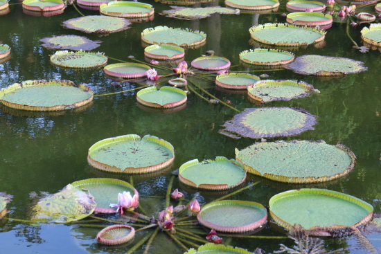 IMG_1250.jpg IMG_1250.jpg