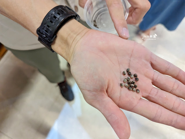 嘉義親子景點『新嘉大昆蟲館』全球唯一旋轉彩蝶柱、蝴蝶溫室花園 35 嘉義親子景點『新嘉大昆蟲館』全球唯一旋轉彩蝶柱、蝴蝶溫室花園