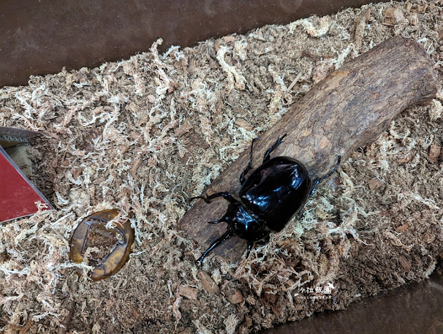 嘉義親子景點『新嘉大昆蟲館』全球唯一旋轉彩蝶柱、蝴蝶溫室花園 29 嘉義親子景點『新嘉大昆蟲館』全球唯一旋轉彩蝶柱、蝴蝶溫室花園