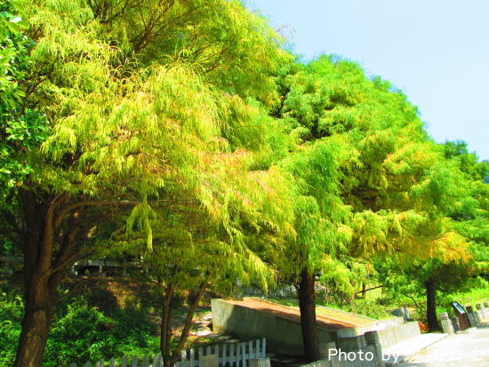 IMG_7077.jpg IMG_7077.jpg