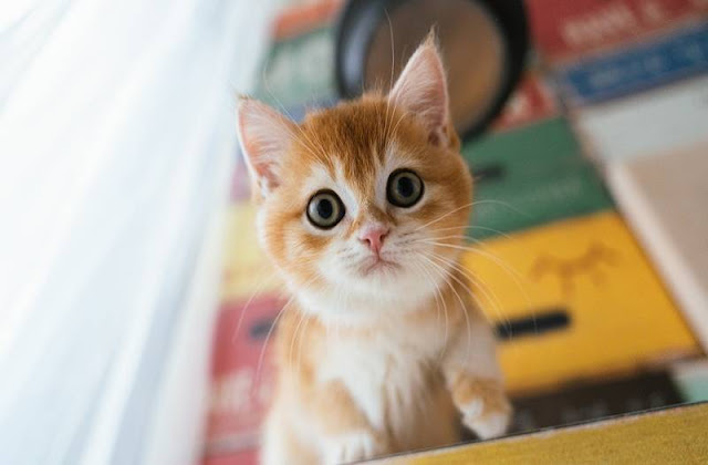 【寵物住宿】寵物友善飯店,毛小孩也要爽爽住 16 【寵物住宿】寵物友善飯店,毛小孩也要爽爽住