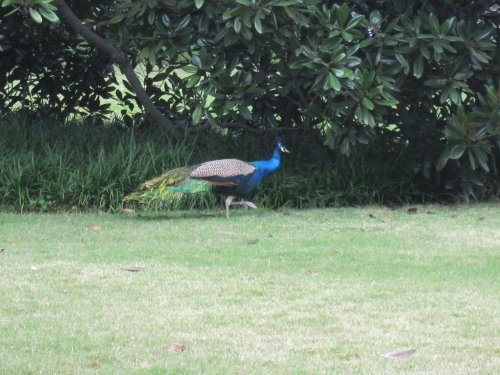 花港觀魚【杭州】 5 花港觀魚【杭州】