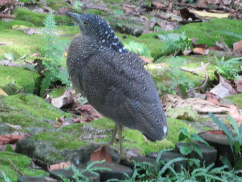 芝山文化生態綠園【士林】 32 芝山文化生態綠園【士林】
