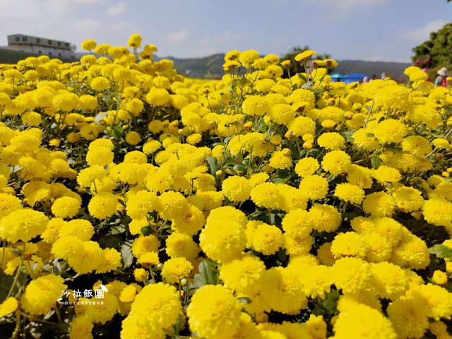 銅鑼杭菊搭火車也可以賞花!!交通指引 23 銅鑼杭菊搭火車也可以賞花!!交通指引