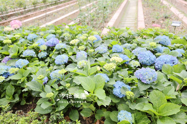 2025士林官邸鬱金香展-愛的遇藝13萬株來自荷蘭和日本鬱金香 15 2025士林官邸鬱金香展-愛的遇藝13萬株來自荷蘭和日本鬱金香