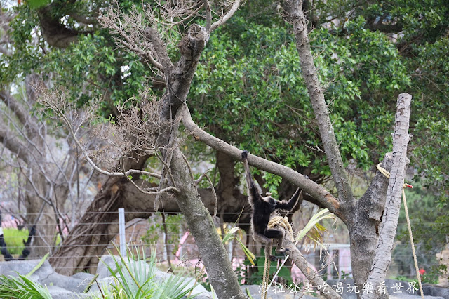 全台最老動物園『新竹動物園』全新打造沒有籠子友善動物園/新竹景點 28 全台最老動物園『新竹動物園』全新打造沒有籠子友善動物園/新竹景點