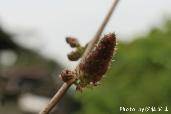 IMG_7052.jpg IMG_7052.jpg