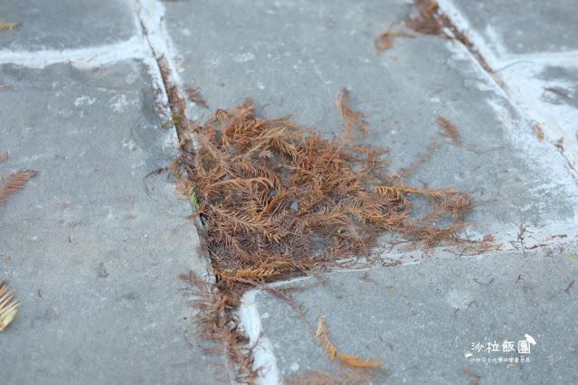 南港人的小秘境『麗山農民廣場-麗山公園』落羽松、雙心跳石 13 南港人的小秘境『麗山農民廣場-麗山公園』落羽松、雙心跳石