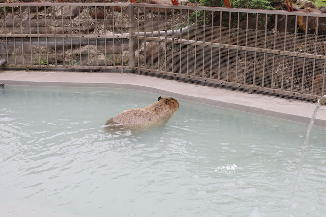 互動綠舞最新萌寵梅花鹿、品嚐無菜單料理、體驗大正文青袴和洋浪漫 60 互動綠舞最新萌寵梅花鹿、品嚐無菜單料理、體驗大正文青袴和洋浪漫