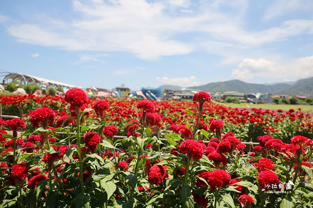 3000株日本波波草超療癒,台版羊角村、大碗公溜滑梯 25 3000株日本波波草超療癒,台版羊角村、大碗公溜滑梯