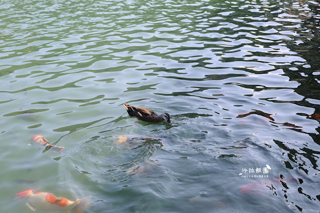 宜蘭【梅花湖風景區】腳踏車、搭船環湖、餵魚,免費親子景點 36 宜蘭【梅花湖風景區】腳踏車、搭船環湖、餵魚,免費親子景點