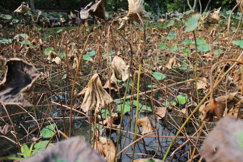 IMG_1149.jpg IMG_1149.jpg