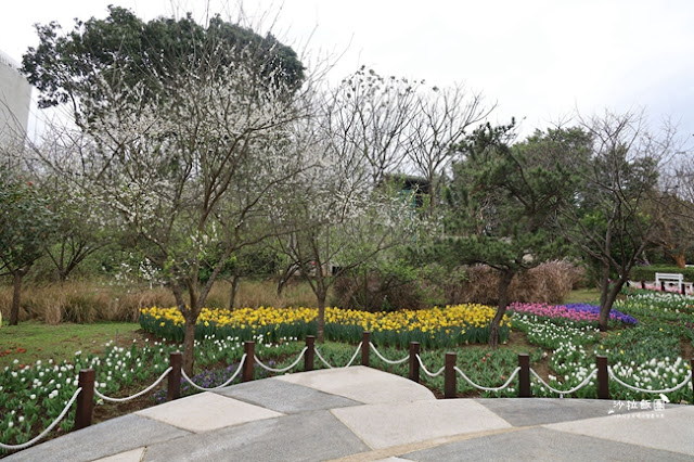 台北景點鬱金香花展『花卉試驗中心』台北人的小秘境 7 台北景點鬱金香花展『花卉試驗中心』台北人的小秘境