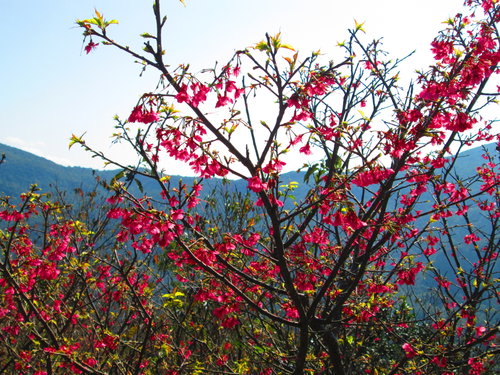 我的秘密花園&平等里賞櫻【平菁街42巷】 3 我的秘密花園&平等里賞櫻【平菁街42巷】