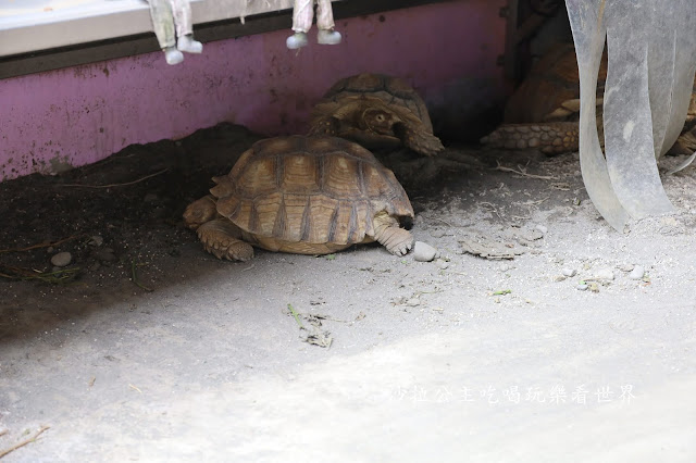 宜蘭礁溪景點『水鹿咖啡親子餐廳』迷你馬.水鹿.沙坑.小火車.賽車場.菜單 49 宜蘭礁溪景點『水鹿咖啡親子餐廳』迷你馬.水鹿.沙坑.小火車.賽車場.菜單