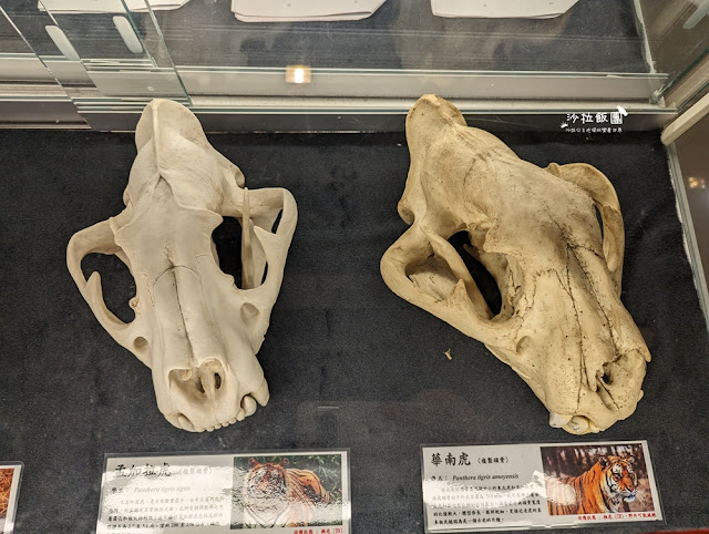 嘉義親子景點『新嘉大昆蟲館』全球唯一旋轉彩蝶柱、蝴蝶溫室花園 63 嘉義親子景點『新嘉大昆蟲館』全球唯一旋轉彩蝶柱、蝴蝶溫室花園