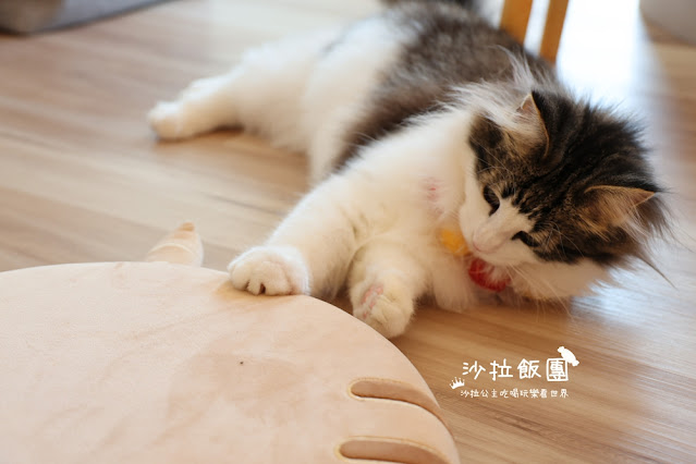 台北擼貓咖啡甜點『擼LALA Sweets松菸店』療癒系超萌小貓 18 台北擼貓咖啡甜點『擼LALA Sweets松菸店』療癒系超萌小貓