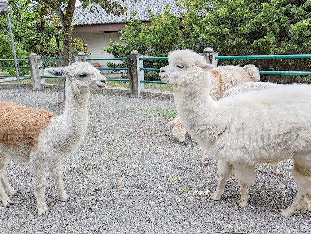 互動綠舞最新萌寵梅花鹿、品嚐無菜單料理、體驗大正文青袴和洋浪漫 63 互動綠舞最新萌寵梅花鹿、品嚐無菜單料理、體驗大正文青袴和洋浪漫