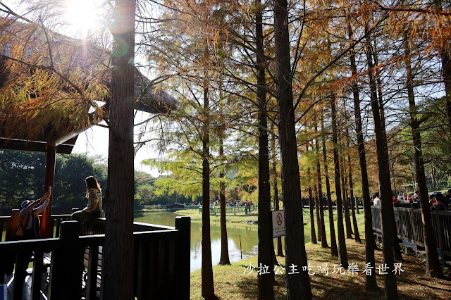 城市角落的秘境，一整排落羽松，美得低調又療癒