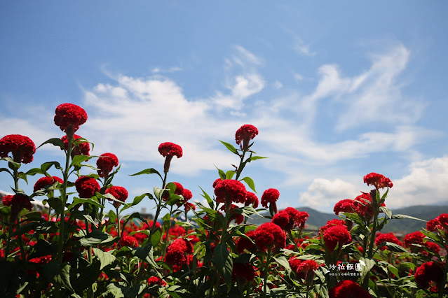 3000株日本波波草超療癒,台版羊角村、大碗公溜滑梯 26 3000株日本波波草超療癒,台版羊角村、大碗公溜滑梯