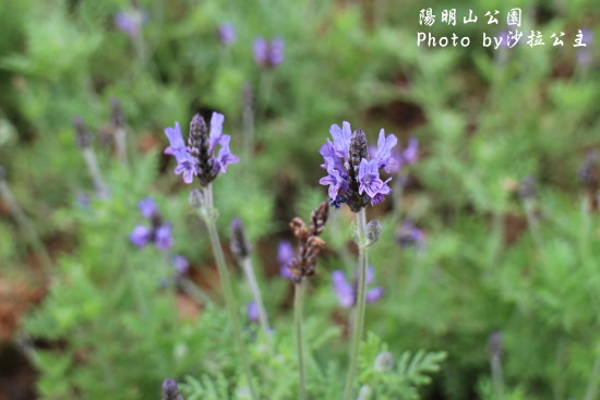 IMG_7060.jpg IMG_7060.jpg