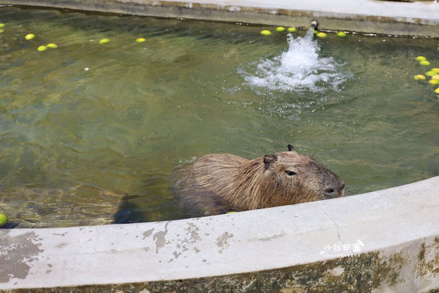 宜蘭住宿親子景點『綠舞國際觀光飯店』一泊二食住房 115 宜蘭住宿親子景點『綠舞國際觀光飯店』一泊二食住房