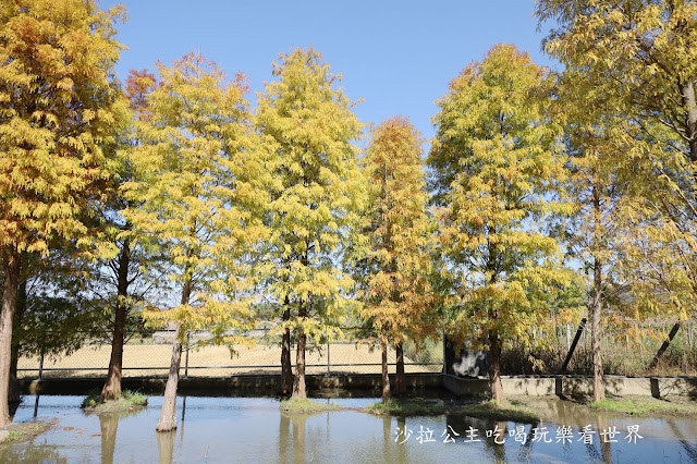 台中落羽松.后里泰安落羽松秘境『羽粼落羽松』裝置藝術像走到畫裡 43 台中落羽松.后里泰安落羽松秘境『羽粼落羽松』裝置藝術像走到畫裡