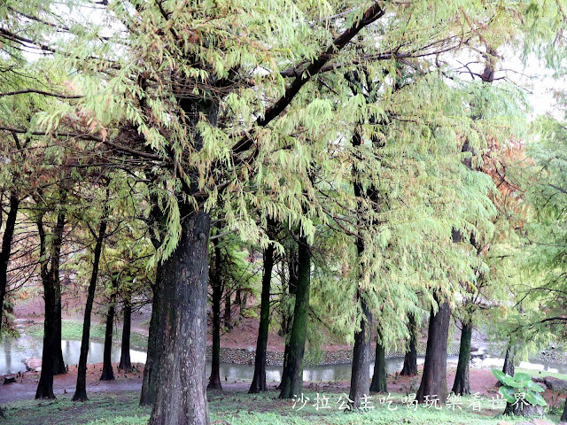 宜蘭羅東落羽松『羅東運動公園』冬季限定/宜蘭羅東景點 15 宜蘭羅東落羽松『羅東運動公園』冬季限定/宜蘭羅東景點