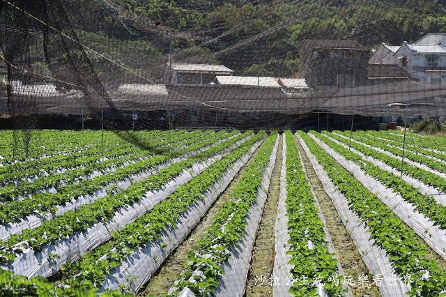 台中落羽松.后里泰安落羽松秘境『羽粼落羽松』裝置藝術像走到畫裡 7 台中落羽松.后里泰安落羽松秘境『羽粼落羽松』裝置藝術像走到畫裡