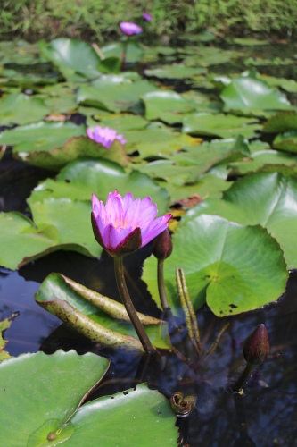 關渡自然公園