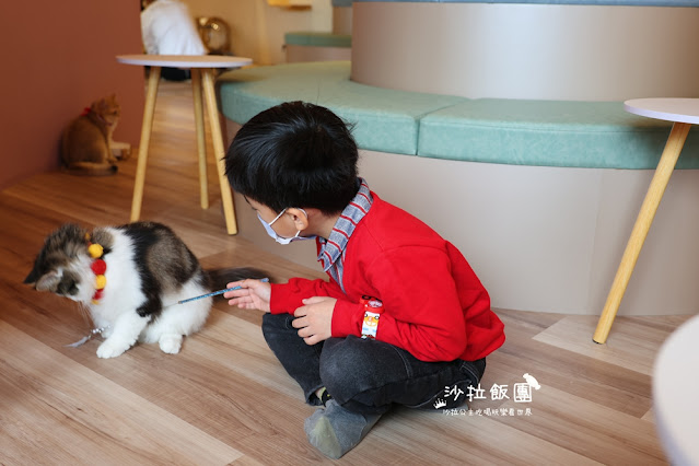 台北擼貓咖啡甜點『擼LALA Sweets松菸店』療癒系超萌小貓 16 台北擼貓咖啡甜點『擼LALA Sweets松菸店』療癒系超萌小貓