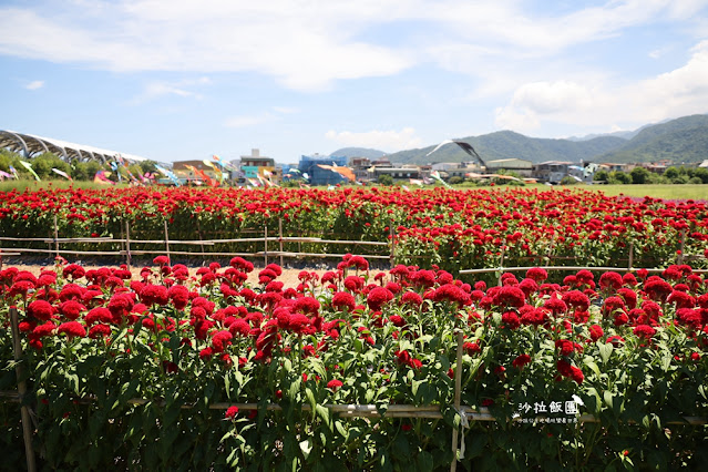 3000株日本波波草超療癒,台版羊角村、大碗公溜滑梯 23 3000株日本波波草超療癒,台版羊角村、大碗公溜滑梯