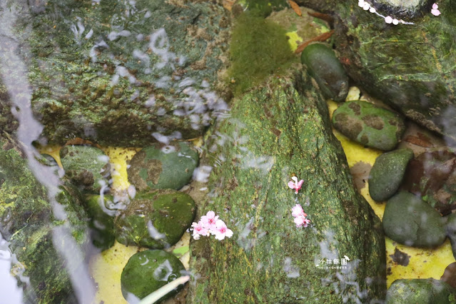 林口最美星巴克,櫻花爆開,人潮滿滿 18 林口最美星巴克,櫻花爆開,人潮滿滿