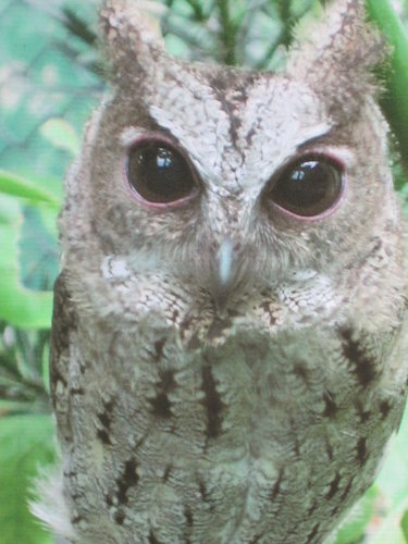 芝山文化生態綠園【士林】 27 芝山文化生態綠園【士林】