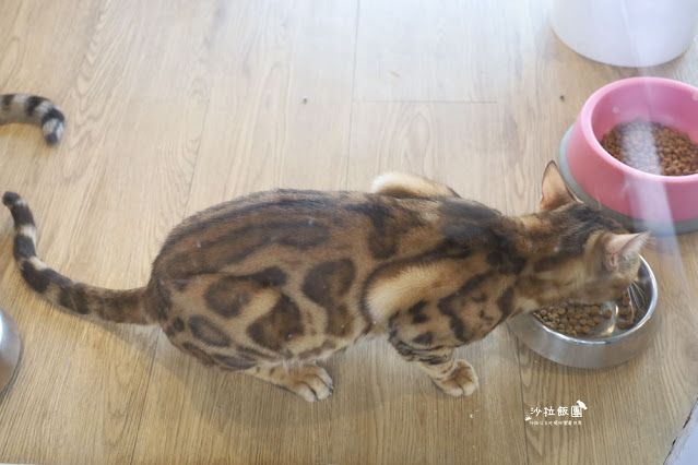 花蓮日式庭園景觀『張家的樹園』餵動物梅花鹿、草泥馬 25 花蓮日式庭園景觀『張家的樹園』餵動物梅花鹿、草泥馬