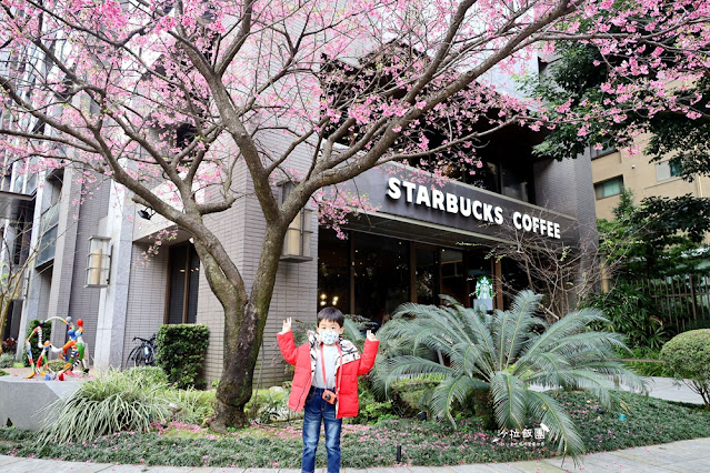 林口最美星巴克,櫻花爆開,人潮滿滿 8 林口最美星巴克,櫻花爆開,人潮滿滿