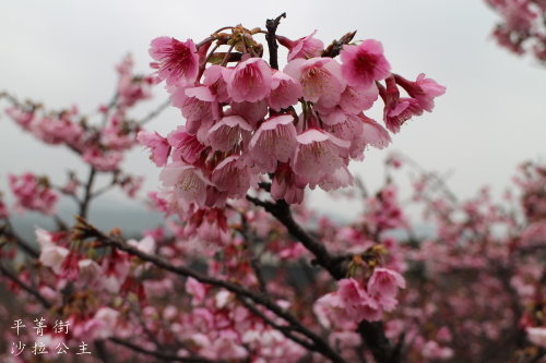 IMG_4006.JPG IMG_4006.JPG