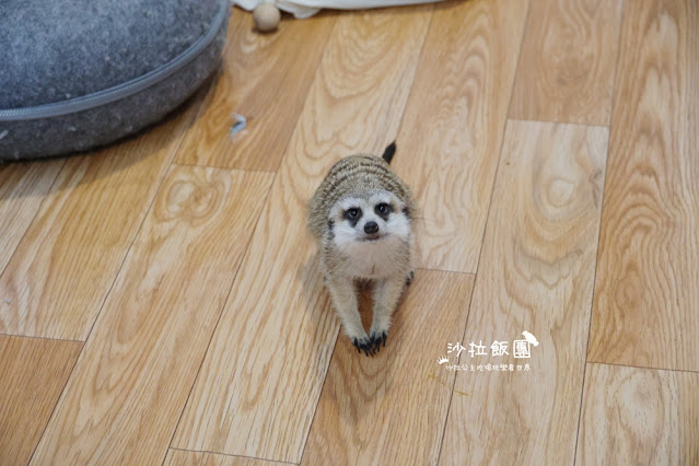 樹林美食『紅磚園邸』水豚、狐獴親子餐廳 14 樹林美食『紅磚園邸』水豚、狐獴親子餐廳