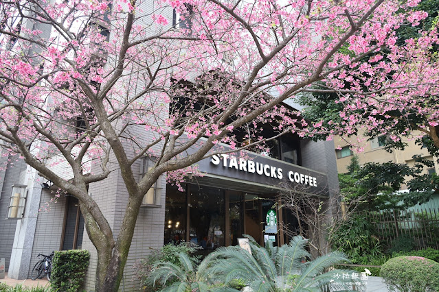 林口最美星巴克,櫻花爆開,人潮滿滿 4 林口最美星巴克,櫻花爆開,人潮滿滿