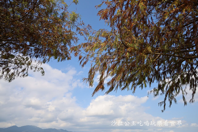 宜蘭三星景點『三星落羽松秘境』安農溪旁/宜蘭落羽松 4 宜蘭三星景點『三星落羽松秘境』安農溪旁/宜蘭落羽松