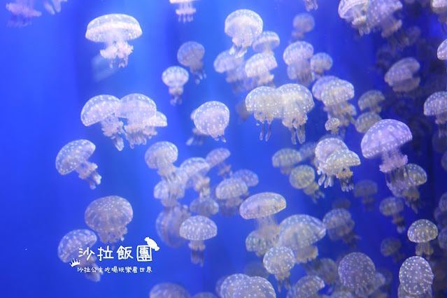 全台最頂級夜宿水族館!桃園和逸Blu Night宿海奇遇》Xpark住一晚 45 全台最頂級夜宿水族館!桃園和逸Blu Night宿海奇遇》Xpark住一晚