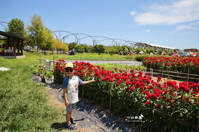 3000株日本波波草超療癒,台版羊角村、大碗公溜滑梯 27 3000株日本波波草超療癒,台版羊角村、大碗公溜滑梯