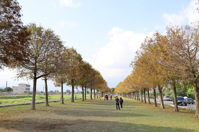 宜蘭三星景點『三星落羽松秘境』安農溪旁/宜蘭落羽松 10 宜蘭三星景點『三星落羽松秘境』安農溪旁/宜蘭落羽松