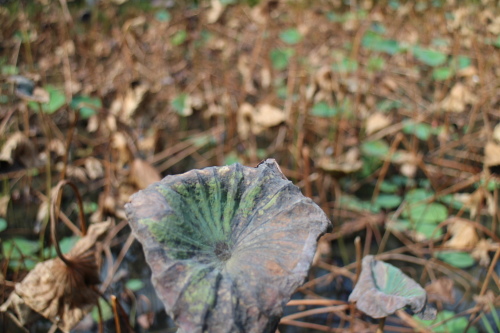 IMG_1148.jpg IMG_1148.jpg