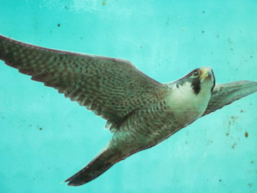 芝山文化生態綠園【士林】 30 芝山文化生態綠園【士林】